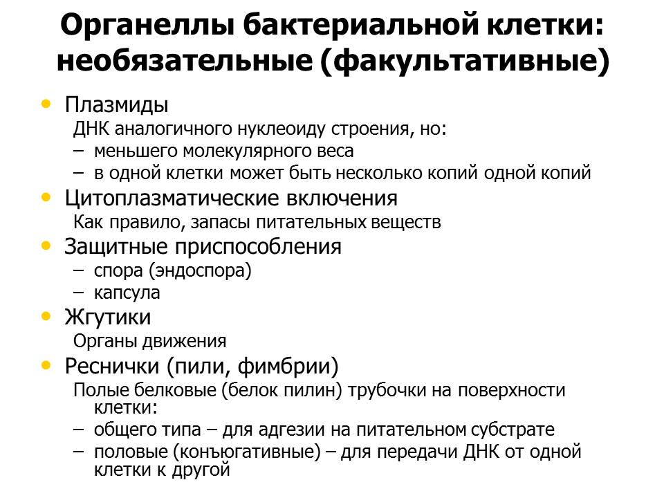 Обязательные структуры. Функции органоидов бактериальной клетки таблица. Обязательные и необязательные структуры бактериальной клетки. Функции органоидов клетки бактерии. Строение бактериальной клетки обязательные и необязательные.