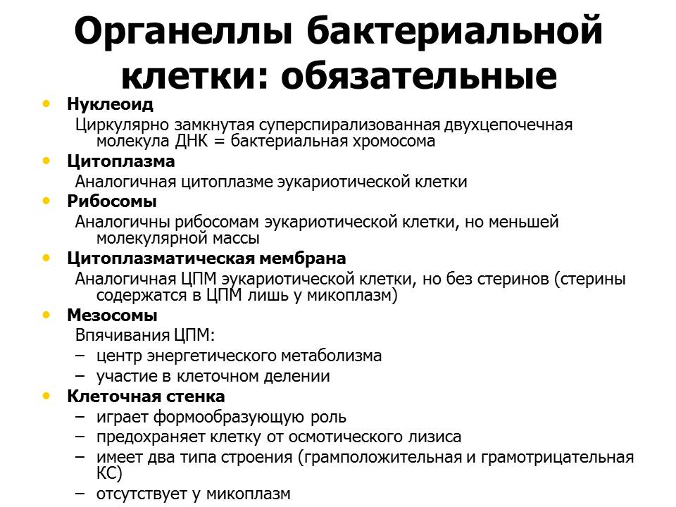 Обязательные клетки. Строение бактериальной клетки таблица. Органоиды бактериальной клетки и их функции. Строение бактериальной клетки органоиды и их функции. Функции органоидов бактериальной клетки.