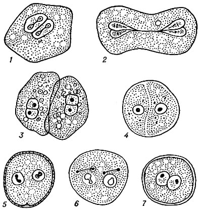 Стадия амебы поражающая толстый кишечник человека. Циста дизентерийной амебы. Жизненный цикл дизентерийной амебы. Размножение дизентерийной амебы. Стадии жизненного цикла дизентерийной амебы.