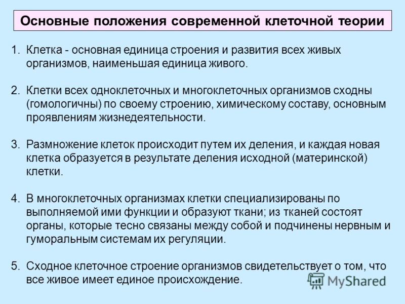 Согласно клеточной теории клетка это единица. Основы положения клеточной теории строения организмов. Клеточное строение организмов. Основные положения клеточной теории.. Основные положения теории клеточного строения. Положения современной клеточной теории.