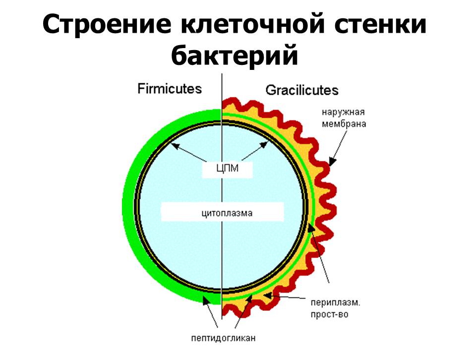 Клеточная стенка клетки бактерий. Молекулярное строение клеточной стенки бактерий. Бактерии без клеточной стенки. Химическое строение клеточной стенки. Грациликуты клеточная стенка.