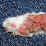 Fungus in cats