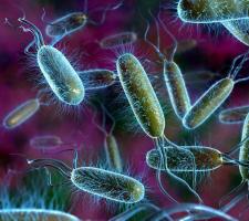 Роль бактерий в жизни человека и в природе
