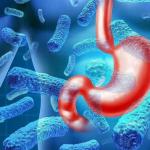 Beneficial live bacteria for the intestines