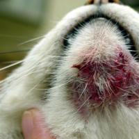 Malassezia (fungo) nei gatti: le principali manifestazioni e metodi di trattamento