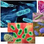 Значение бактерий в природе и жизни человека