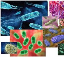 Значение бактерий в природе и жизни человека