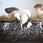 Что представляют собой мицелии грибов?