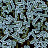 Самые интересные факты о бактериях: обзор, описание и виды