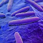 Bakteret - Çfarë sëmundjesh shkaktojnë bakteret, emrat dhe llojet