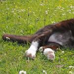 Dermatitis pri mačkah, ki ga povzroča gliva Malassezia