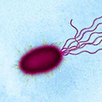 Bakterijų rūšys – gerosios ir blogosios