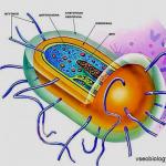 البكتيريا وخصائص بنيتها وعلم وظائف الأعضاء