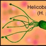 Helicobacter pylori ir tradicinės medicinos tabletės