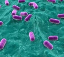 Вредные бактерии для человека