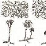 Лекция микроорганизмы, их строение и классификация